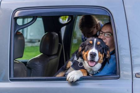¿Viajas en coche con tu mascota? Te contamos como hacerlo correctamente.
